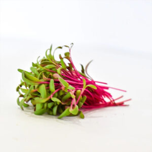 Red Amaranth Microgreens