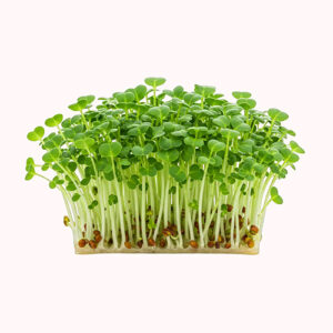 Broccoli Microgreens