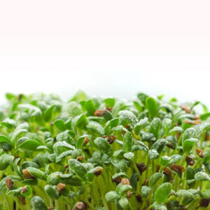 Fenugreek Microgreens