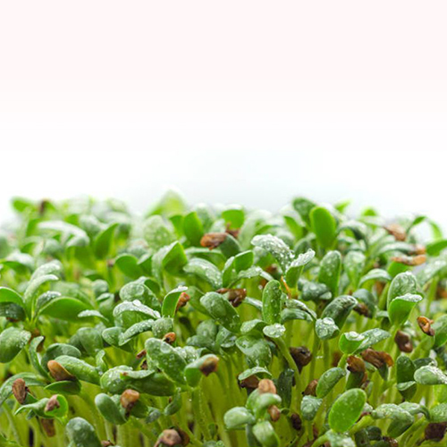 Fenugreek Microgreens