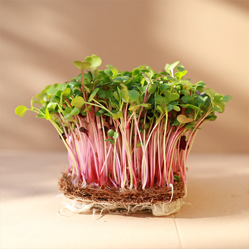 Radish Microgreens