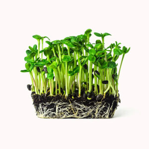 Sunflower Microgreens